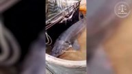Похвастался уловом
