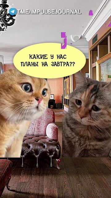 Планы #мыкотики #вмем #разговор #анекдот #шутки #животные #юмор #кошки #смешное #мемы #скетчи