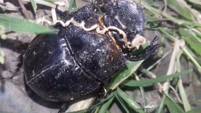 Dung Beetle Video | Dung beetle (Escarabajo pelotero) | Scarabaeus Viettei !!