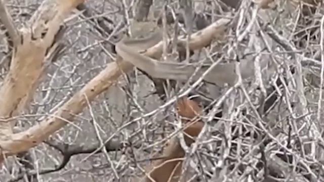 A Mongoose and Black Mamba Fight to the Death || Mongoose vs Black Mamba