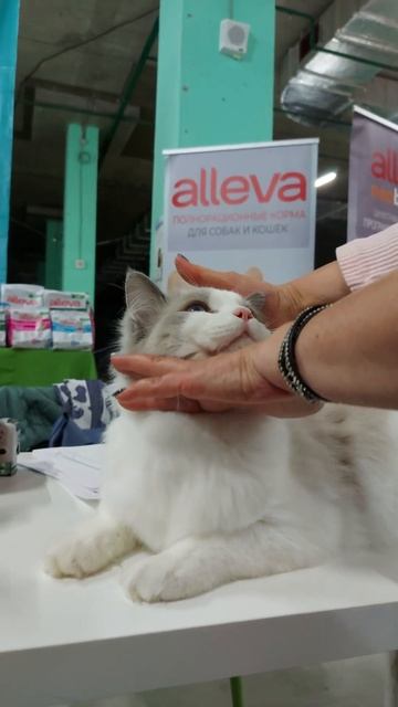 питомник PlushDollRu ragdoll #котики #ragdoll #котята #регдолл #kitten #питомник