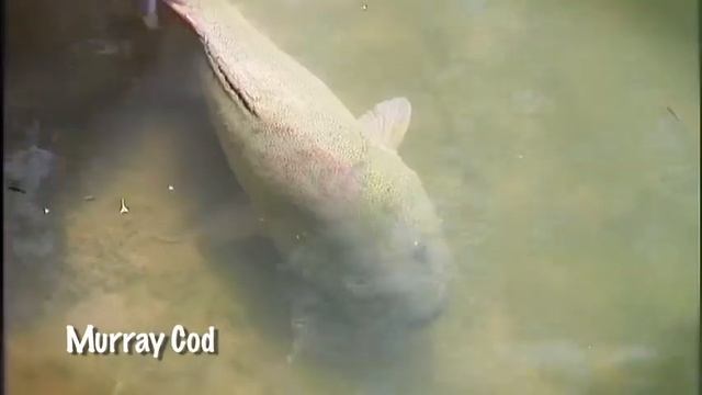 Dr Dave - Native Fish