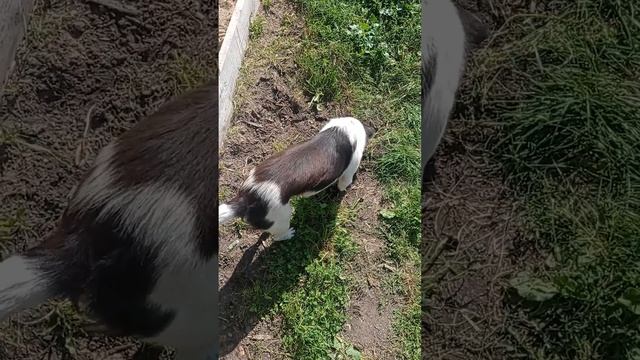 Село Силино (Собачки лежат отдыхают) Кемеровская область!!!