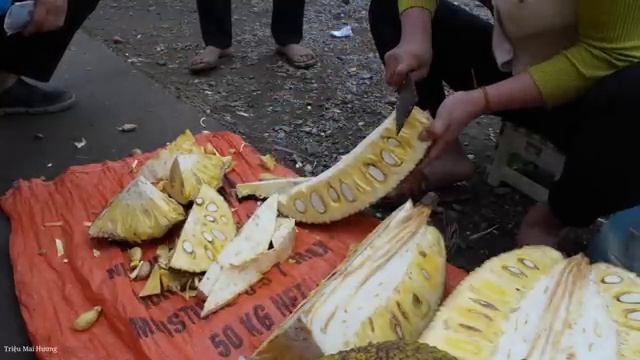 Process of making Jackfruit Sticky rice - Harvesting Jackfruit and Bringing it. Trieu Mai Huong