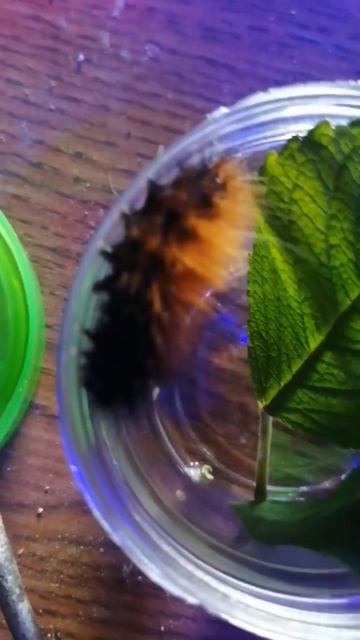 woolly bear caterpillar predicts super nice easy winter the power of nature throw away your winters