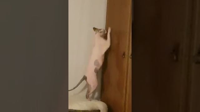 Сфинкс- полирует мебель)))