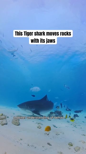 This tiger shark is on the hunt 😱