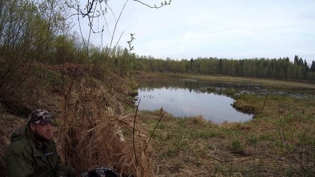 охота с подсадной на селезня весна 2023