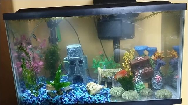 Apistogramma Macmasteri and Neon Tetra in my new 10 gallon hospital tank