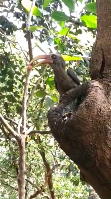 A mother's love #shorts #hornbill