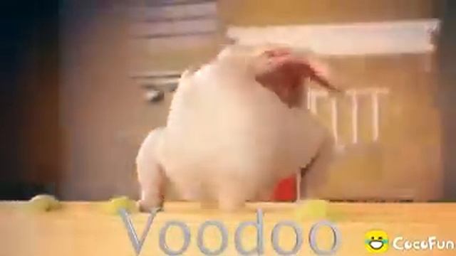 Lucu abis ayam joget | wk wk wk