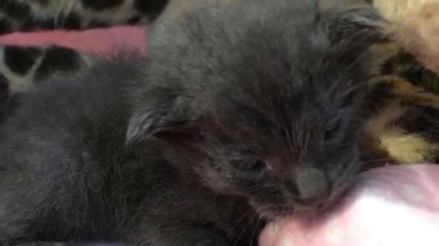 Alle gingen an einem schmutzigen und nassen Kätzchen vorbei.. Er bat um Hilfe..