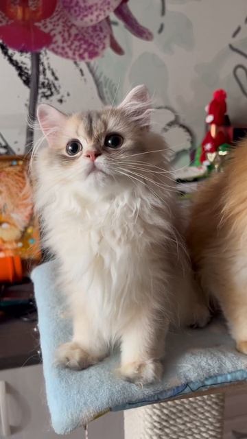 Котик Франт голубая золотая шиншилла британский длинношерстный
