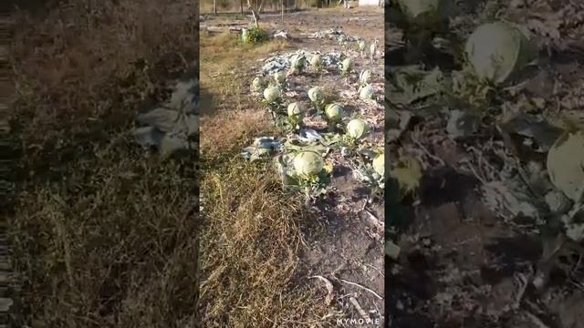 Кур забили,Чекопала все изрыла😁,новые полочки в подвале