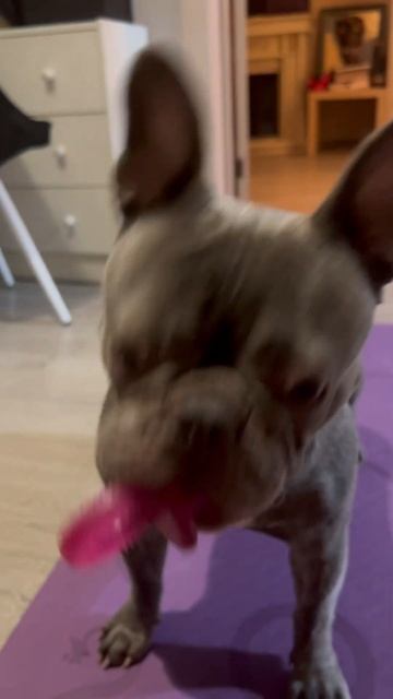 Брутальные игры  #robert #французскийбульдог #frenchbulldog #puppy #собака #fannypets #pets