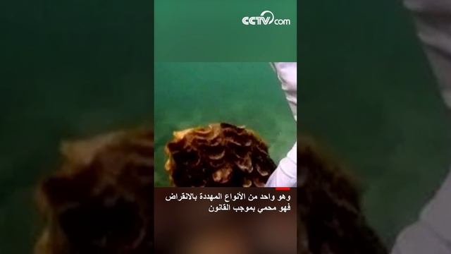 النجمة الكورية تصيد البطلينوس العملاق في تايلاند|CCTV Arabic