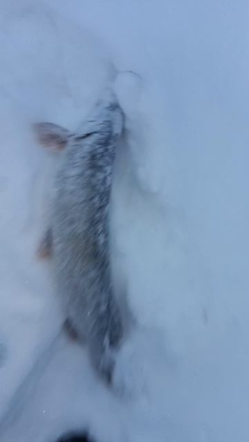 Рыбалка в Сибири на щуку