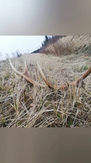 Deet Antlers #हिरण के सींग #рога оленя #Hirschgeweihe
