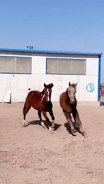 Horse mating cute - Most breeding horse