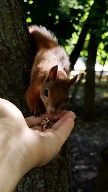 Спортивная белка делает флажок. Sports squirrel makes a flag #shorts #shortsvideo #squirrel #белка