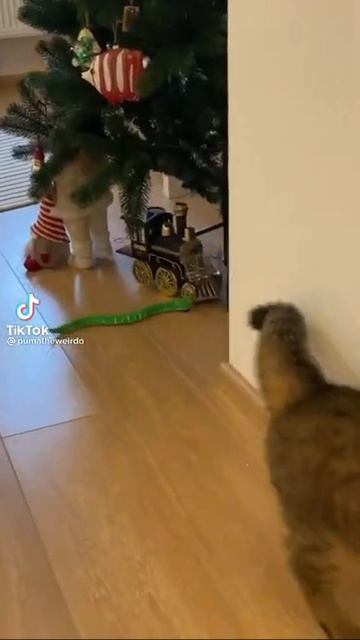 Индийское кино😺#shorts