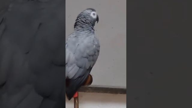 концерт выходного  дня