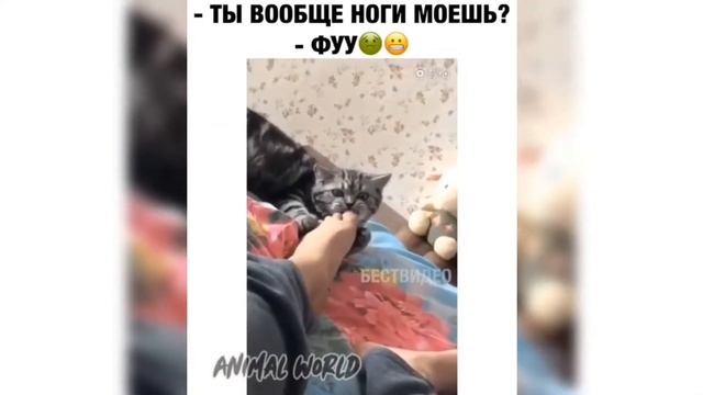 Угарные видео с кошками / Подборка видео с кошками
