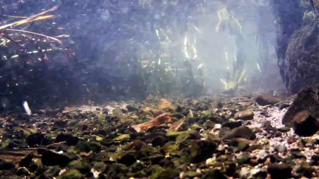 アメリカザリガニ　Red swamp crawfish　Procambarus(Scapulicambarus) clarkii
