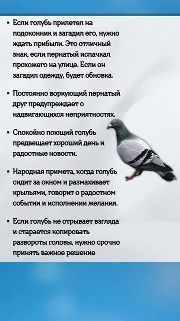Народные ПРИМЕТЫ про ГОЛУБЕЙ #shorts