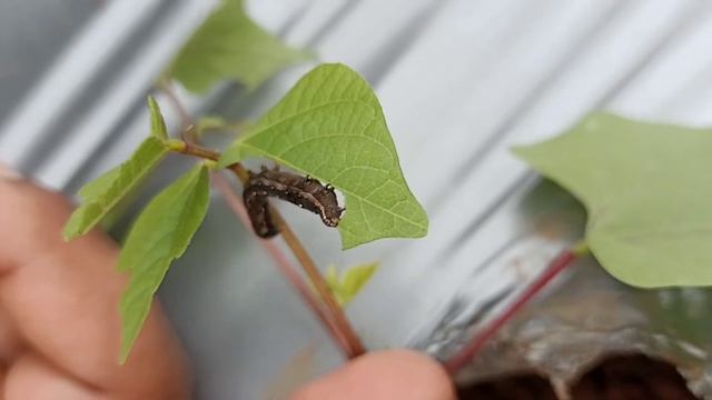 Spodoptera frugiperda (Fall armyworm) feeding on Dolichos bean