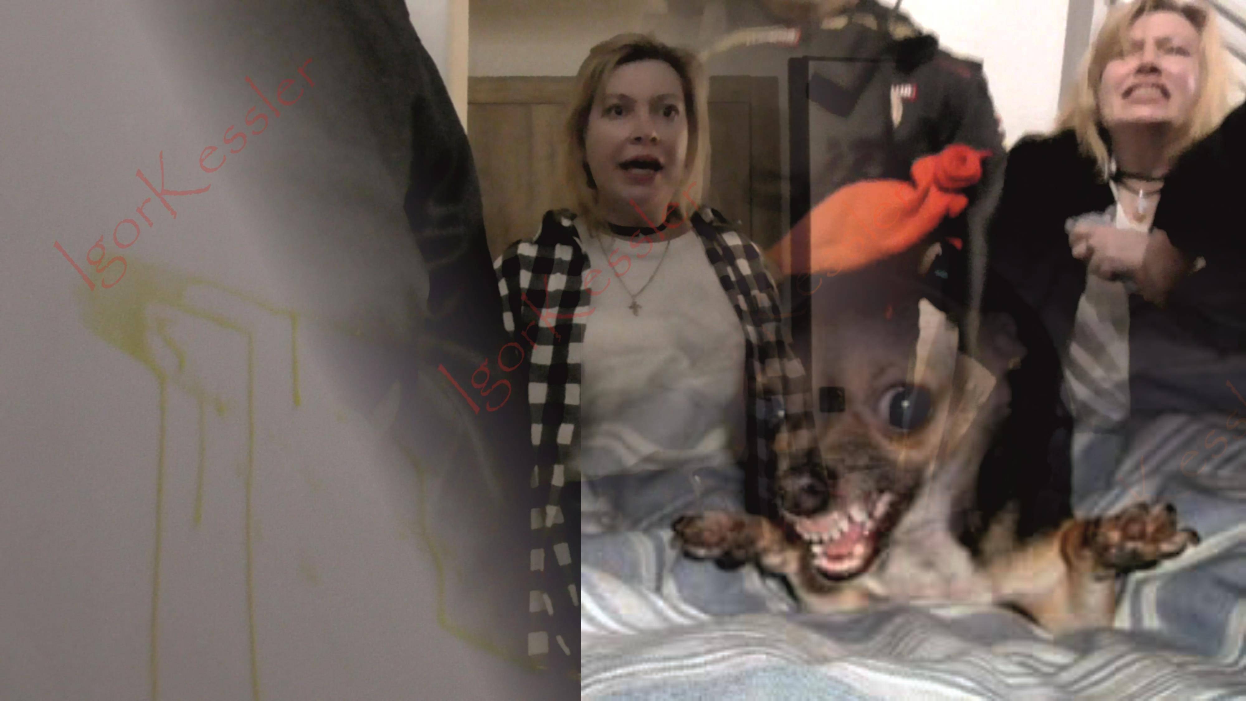 Где моя собачка? Она съела её! в Сургуте