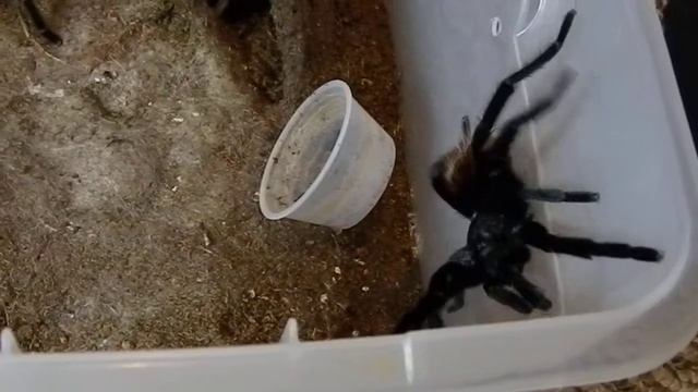 Brachypelma vagans pairing