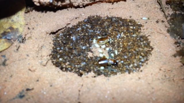 Macrotermes malaccensis