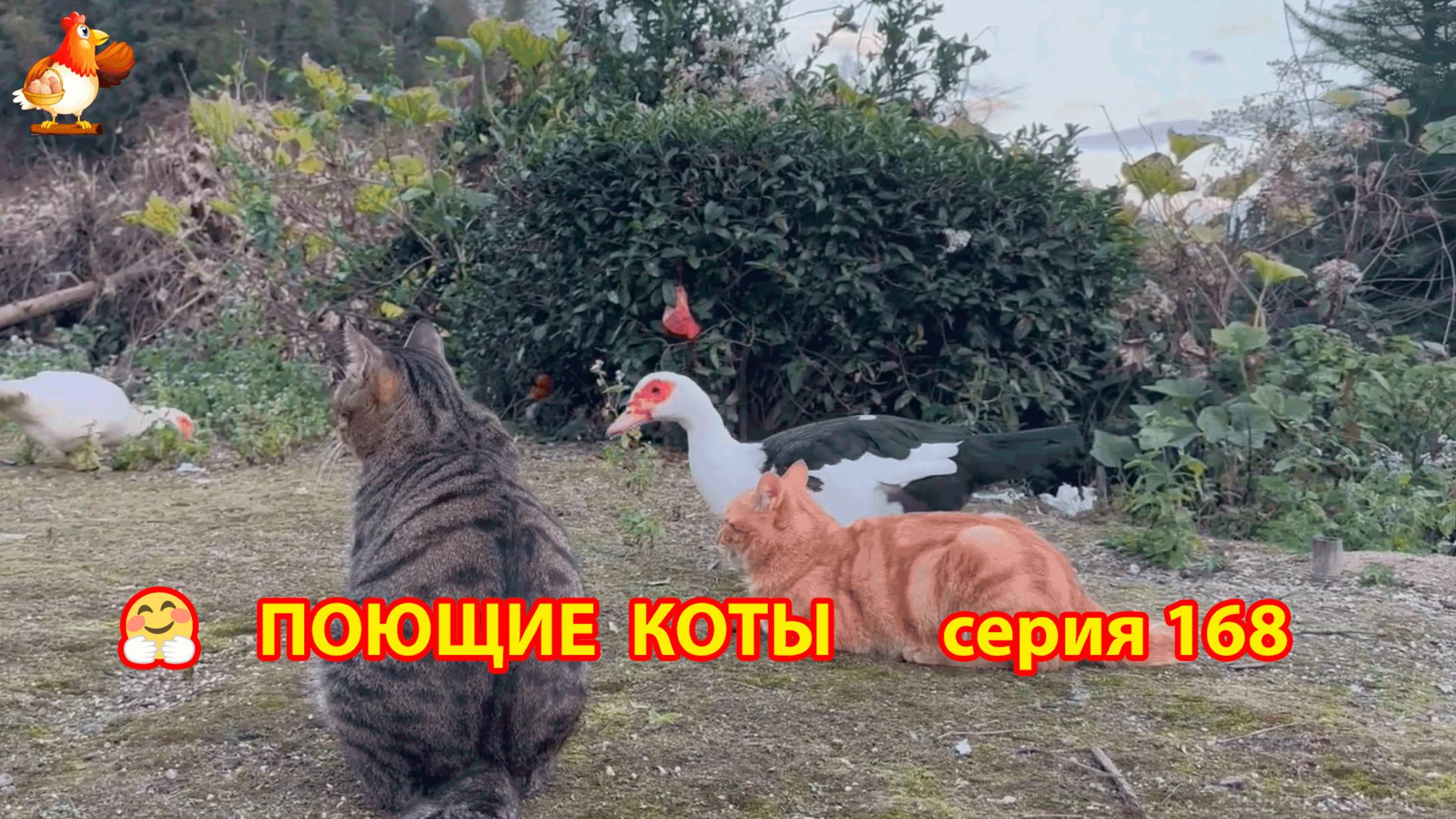 Крутые коты у птичьего двора серия (168) 🐈🐈😹 Природа Абхазии и подворье с птицами и животными ❣