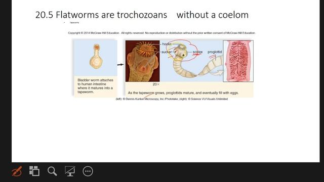 Invertebrate 2
