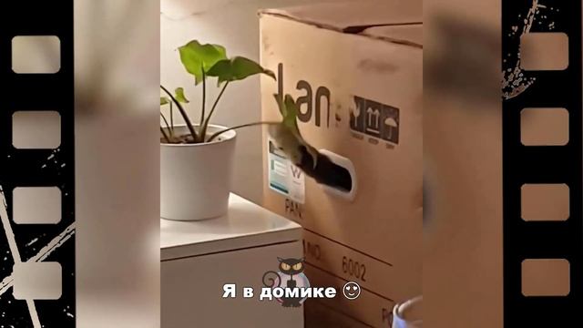 Коты и коробочки (часть 3)🐱😍💯😘