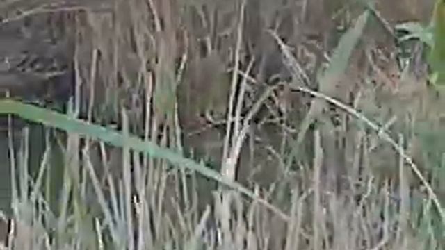 Видео. охота на утку