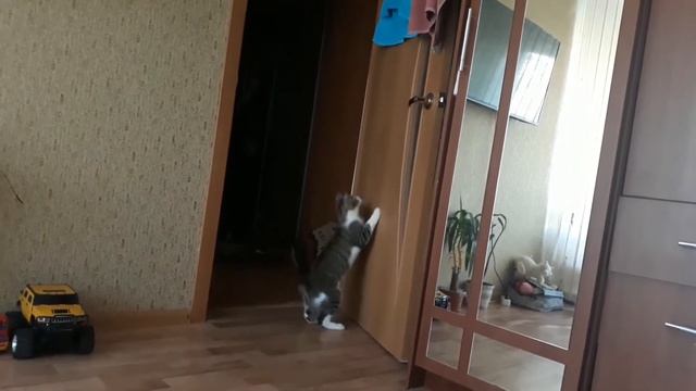 Кошачий бит. Кот разыгрался и сочинил новый бит)))