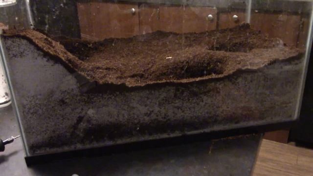 Costa Rican Tiger Rump Tarantula Enclosure