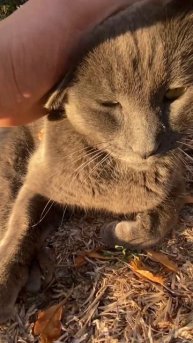 Russian gray enjoys the sun