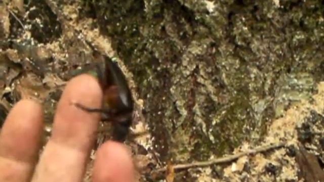 ノコギリカミキリ