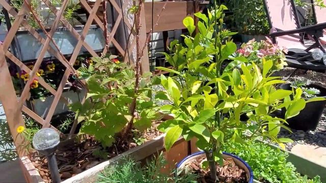 Container Garden Tour - Spring '24 🥬🌺🍆🌻🫑🪴🍅🌸🍇🌹🥒