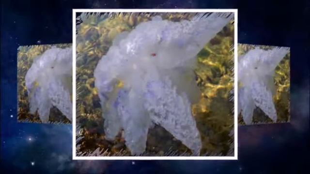 Мигове край морето