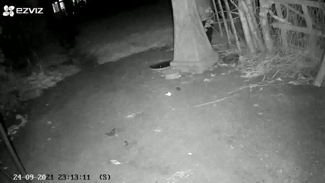 Fox Bites Badger