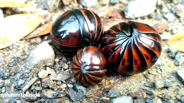 Panen Pill Kaki Seribu (sphaerotheriida)