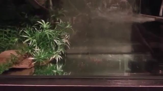 Armored Catfisch breeding  Panzerwelse züchten - Развъждане на Брониран сом
