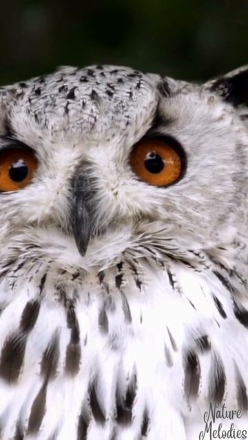 BEAUTIFUL OWL SHOWS OFF ITS COOL Eyes