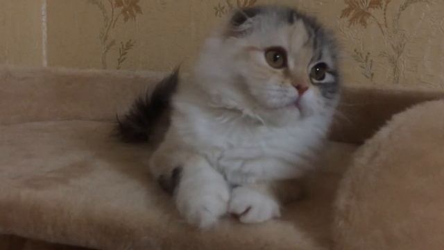 Хайленд-фолд Никуля