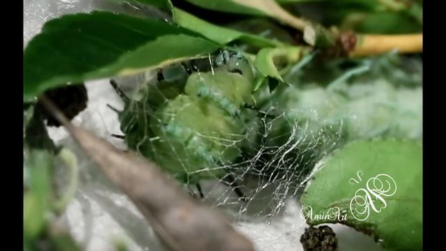 Attacus atlas larva pupating