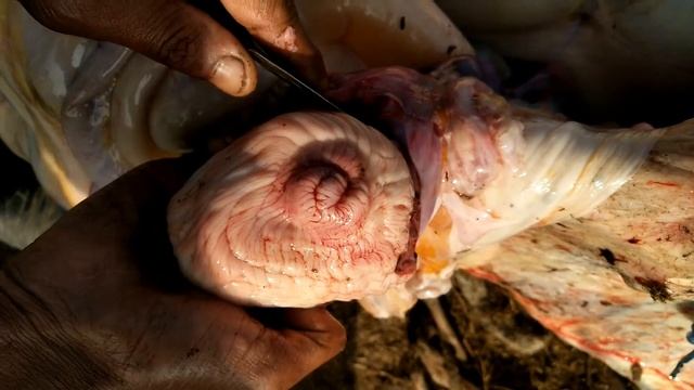 | Ai gun passing  in Cattle buffalo cervix structure | part 1 |